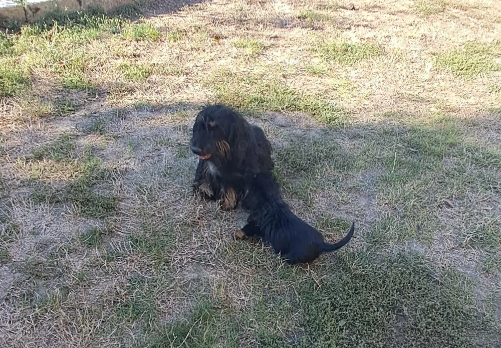 Vand catelusa teckel sarmos