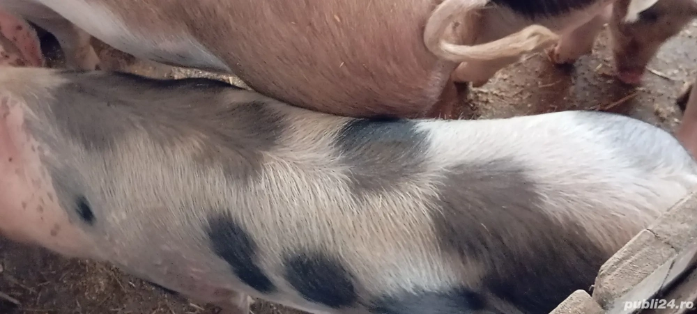 Ocazie, porci pietrean, ultimi 2 disponibili 