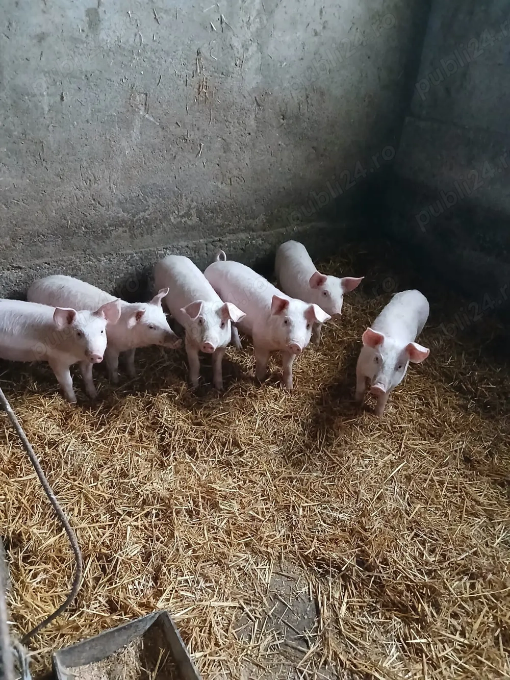 Vand purcei, sanatosi si bine ingrijiti