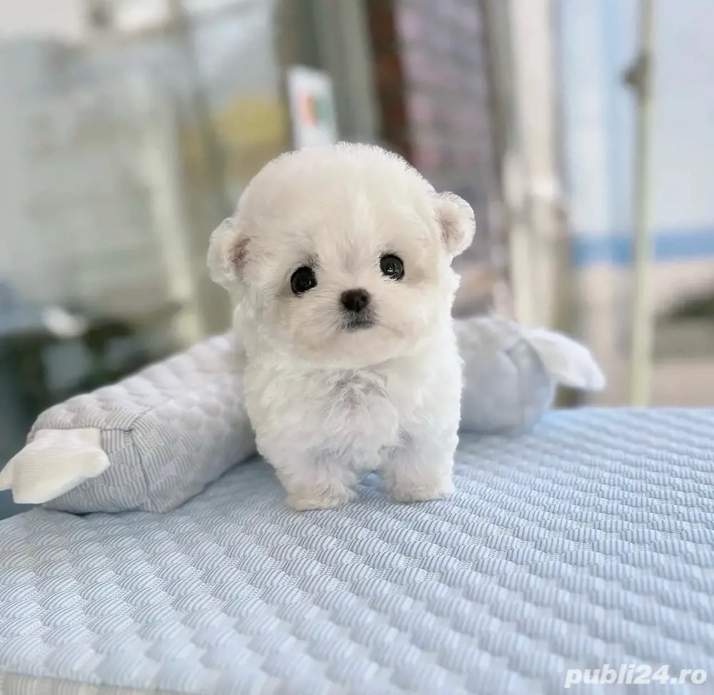 Bichon Maltez Mini Toy vaccinat 