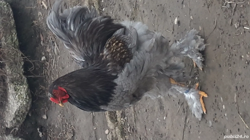 ouă incubație brahma 