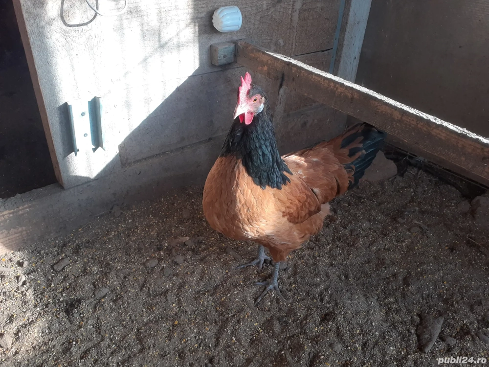 Vand oua de incubat Vorwerk