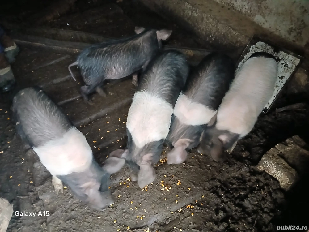 Purcei de 9 săptămâni de vanzare 500 lei bucata 