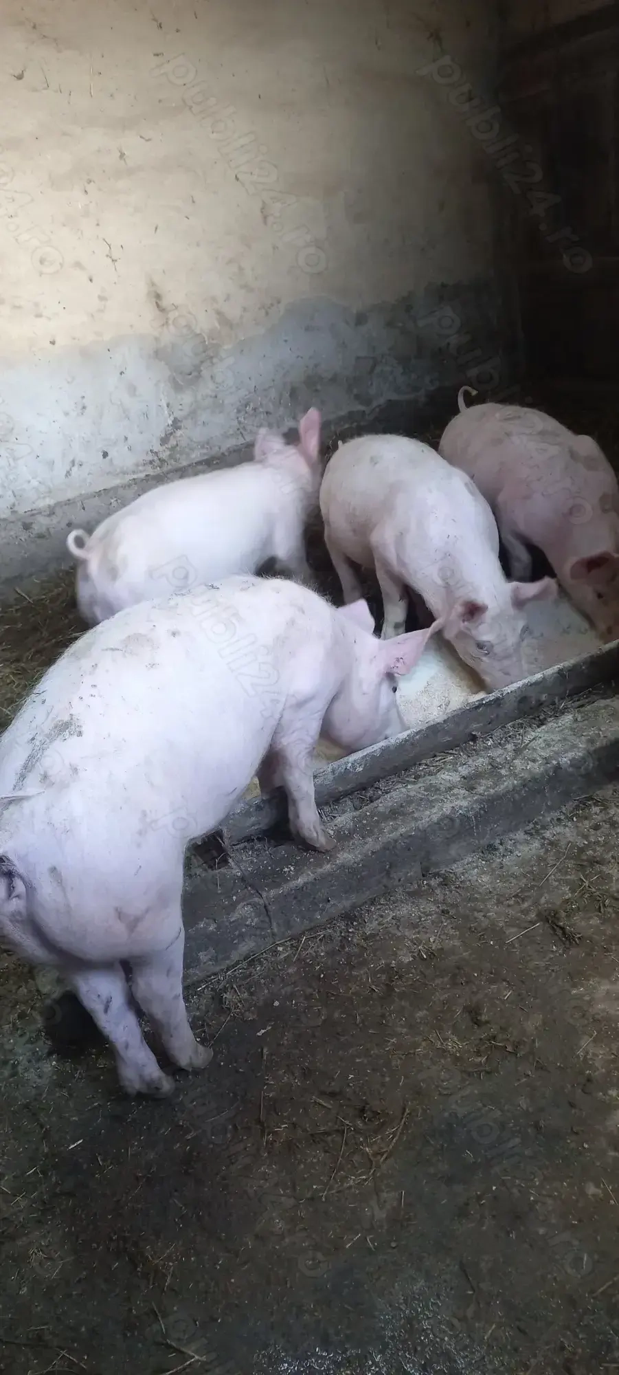 Purcei Rasa Marele Alb x Pietrain 35-40kg Lița Teleorman 750Lei buc o733345270