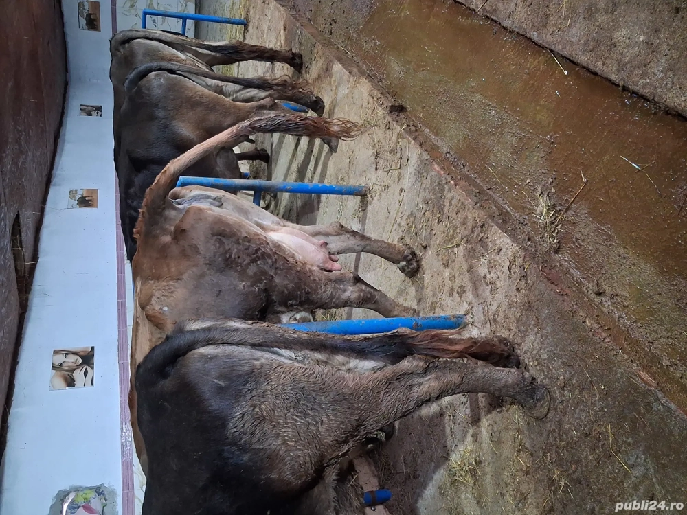 Vând sau schimb cu vaci de Tăiere 