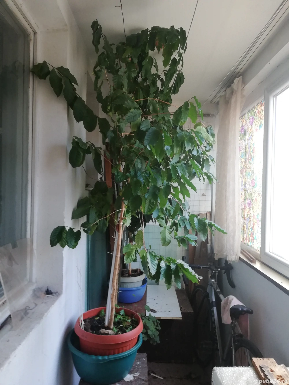 De vânzare arbore cafea 