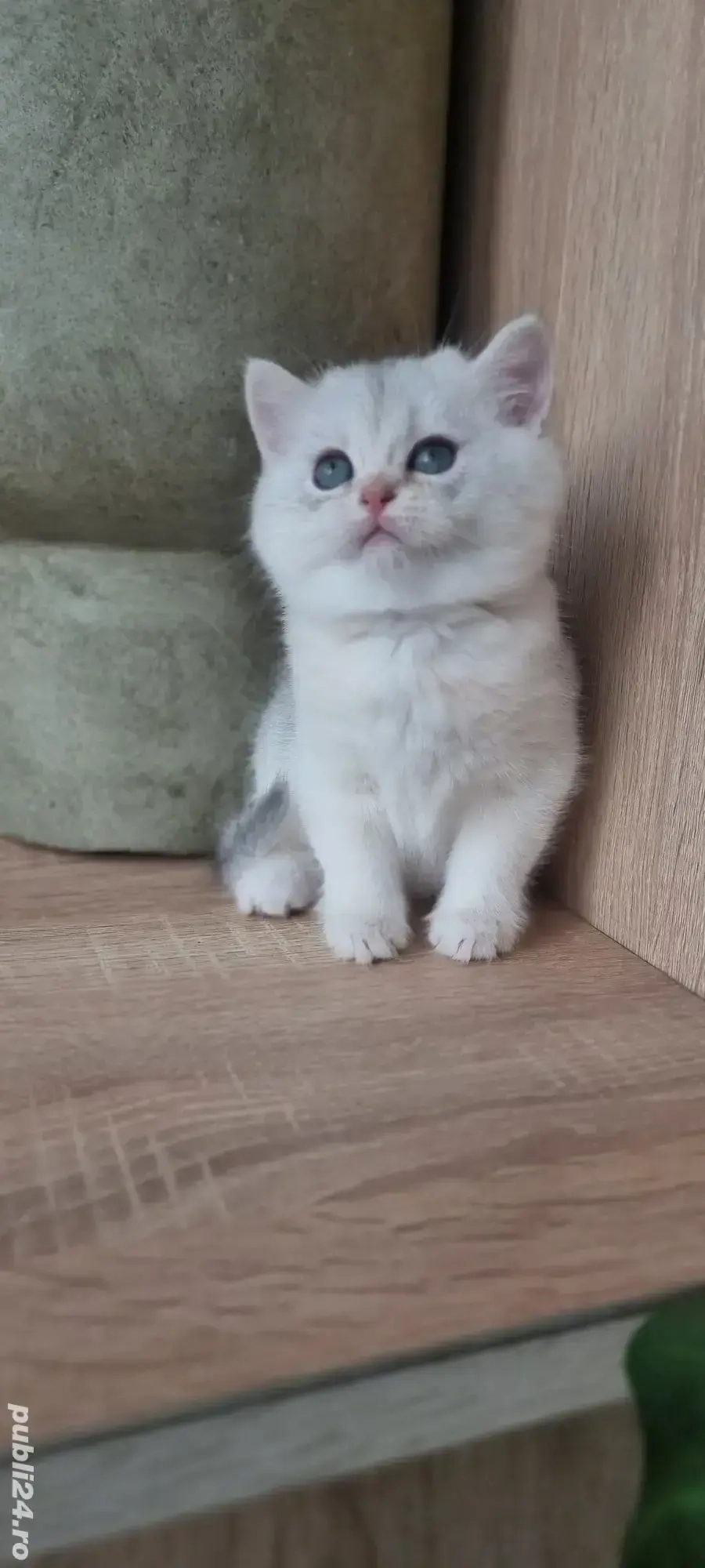 British shorthait chinchila silver