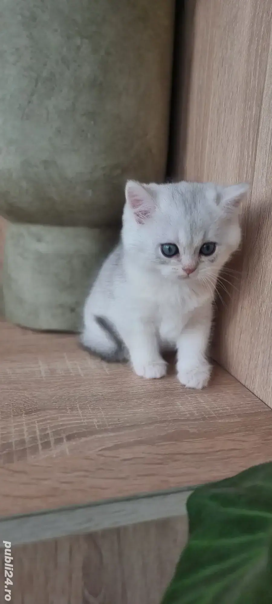 British shorthait chinchila