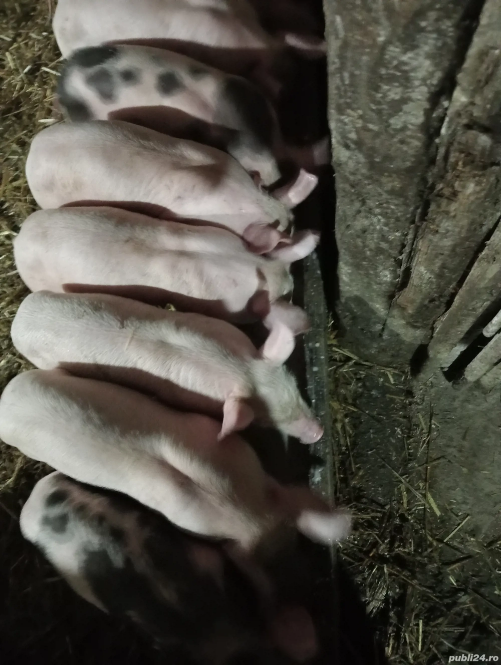 Purcei de vânzare 
