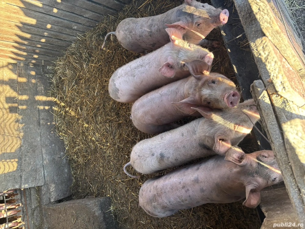 Vand porci ,650 lei buc