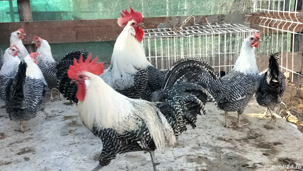 Vând ouă din rasa Brakel Argintiu 