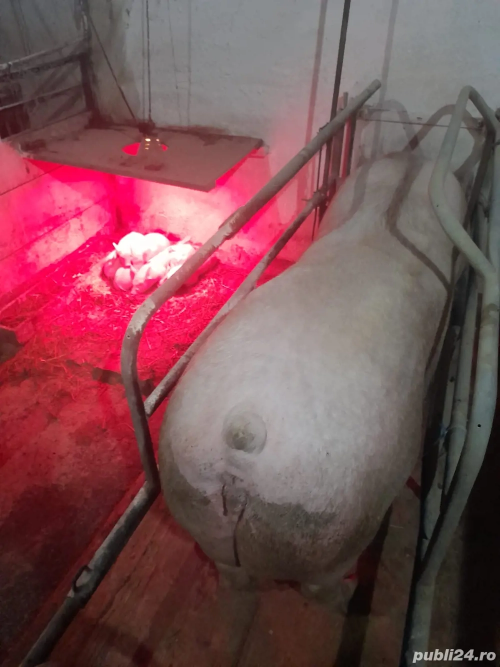 Vând scroafe cu purcei 