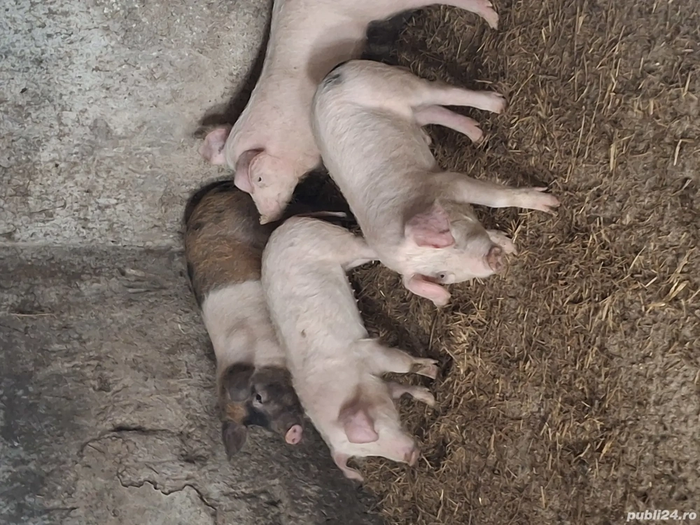 Vănd godinas la 40 kg pentu mai multe detali sunați la nr de telefon  