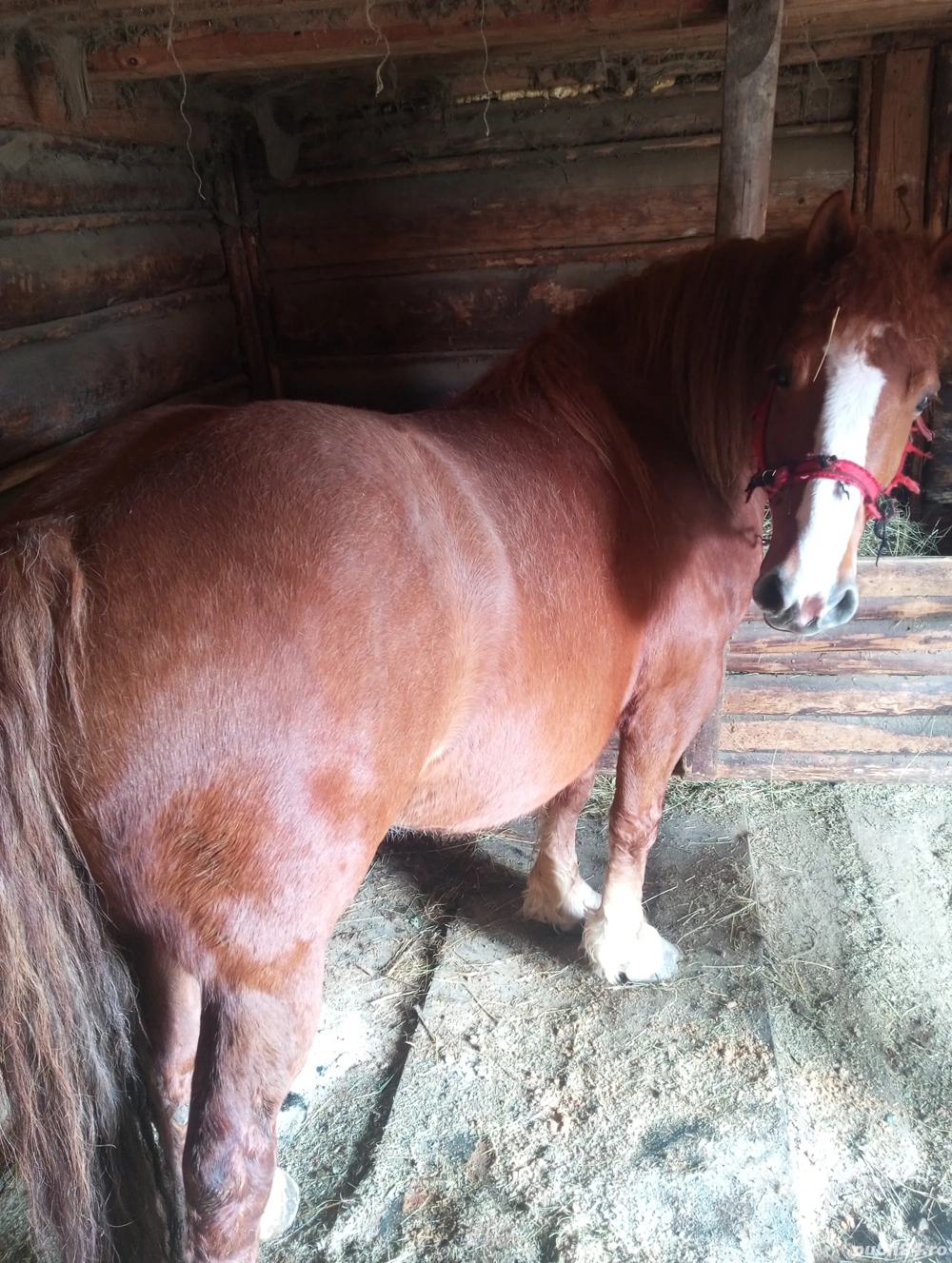 Vând Iapă foarte cuminte 