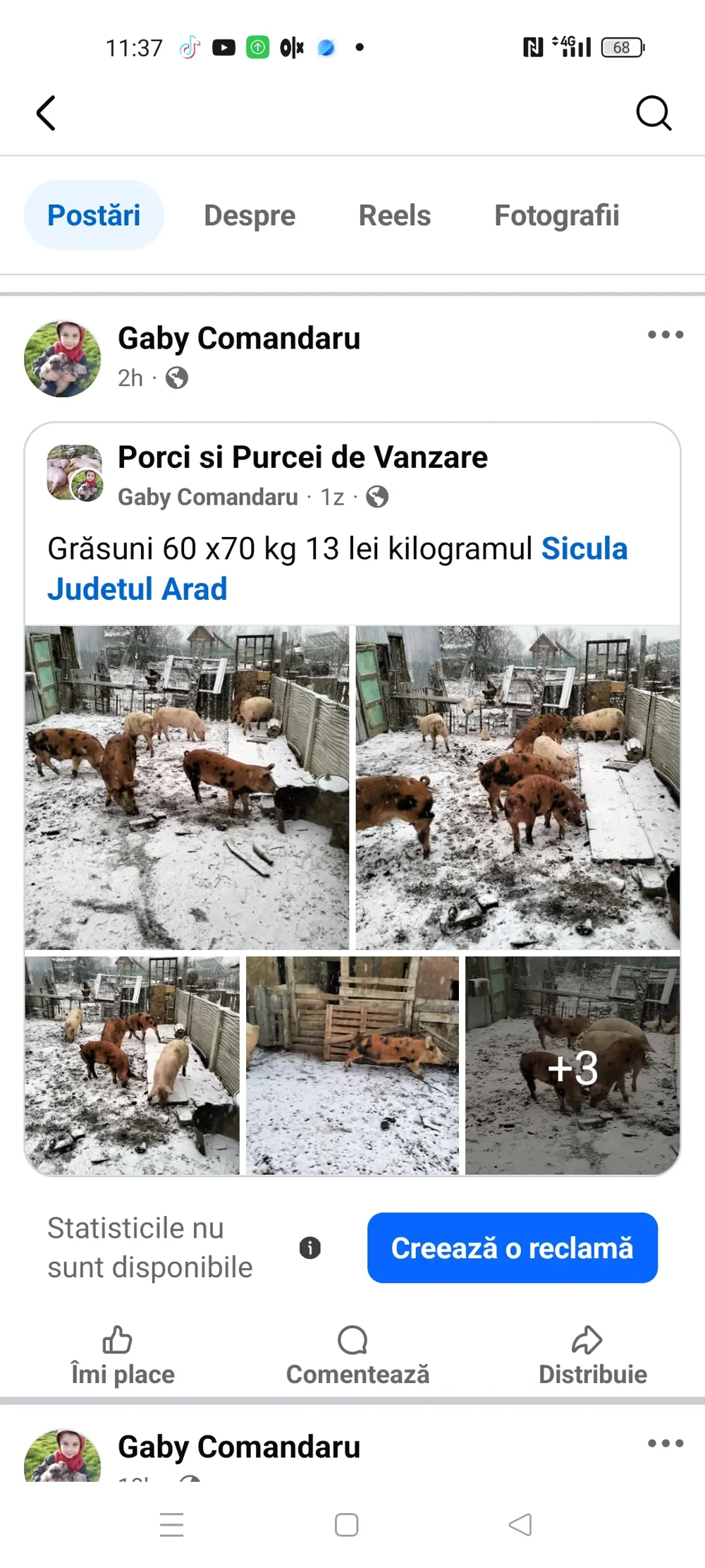 Porci grasi