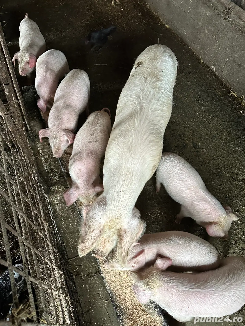 Vând purcei 7 săptămâni