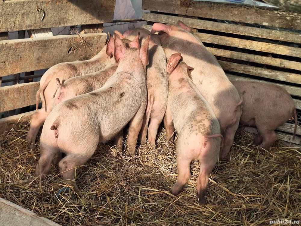 Purcei de vânzare de 8 săptămâni!