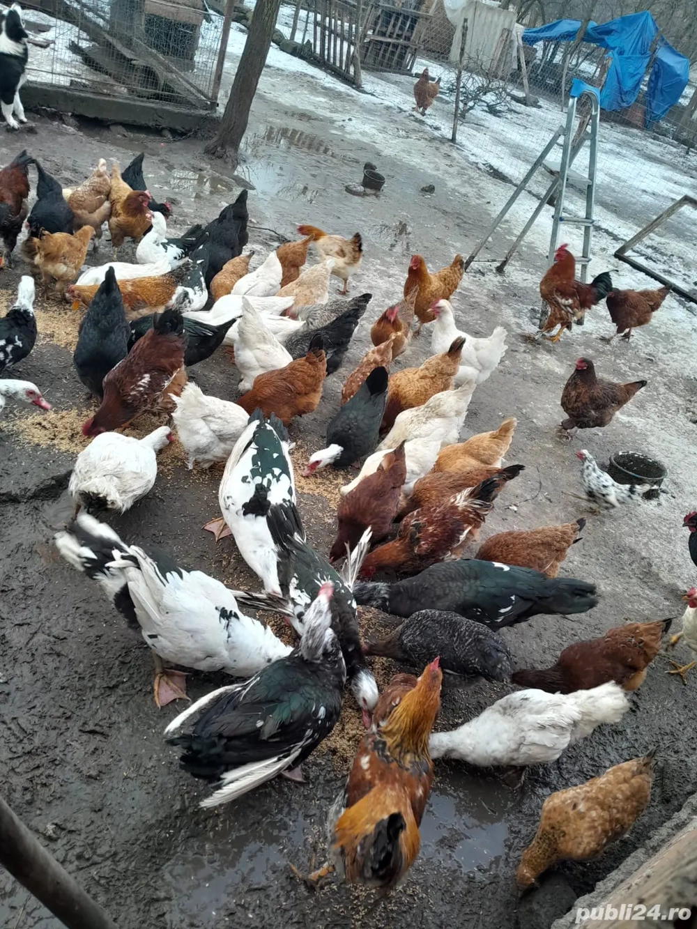 Găini și rațe de vânzare!!!