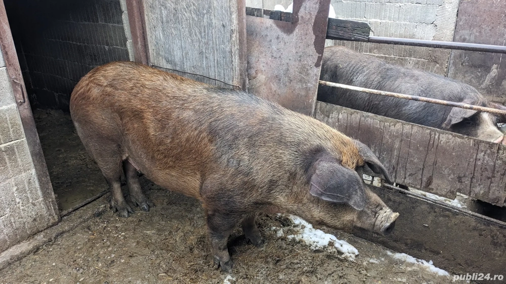 Porc de carne de tăiat 