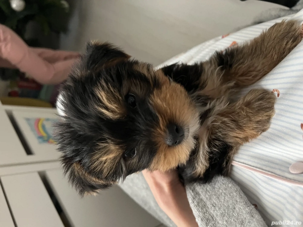  Pui Yorkshire Toy de vânzare 