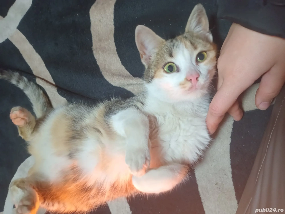 Donez pisica inavatata la litiera 