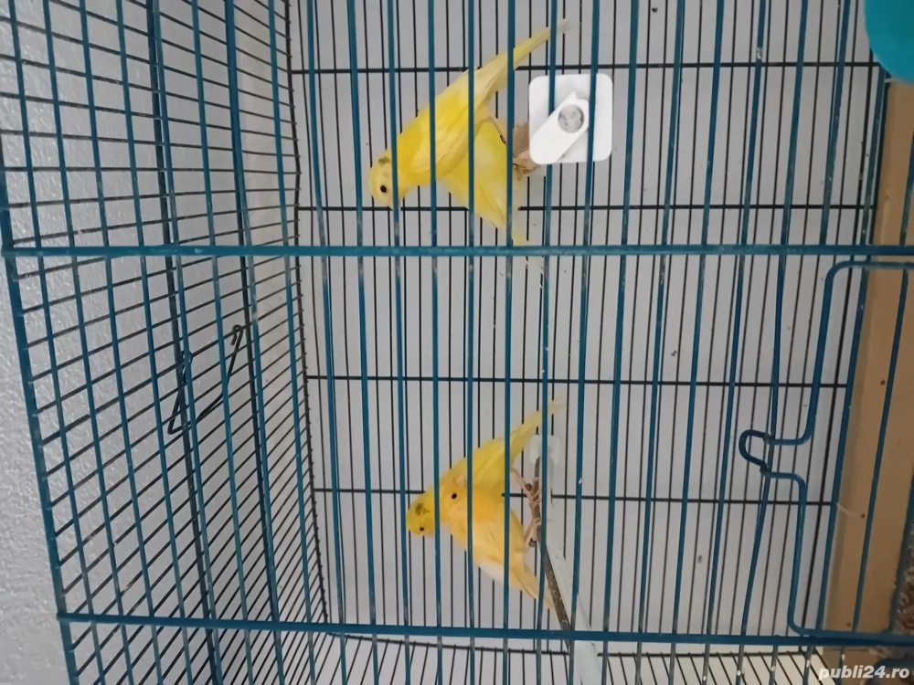 Canari timbrado cantec