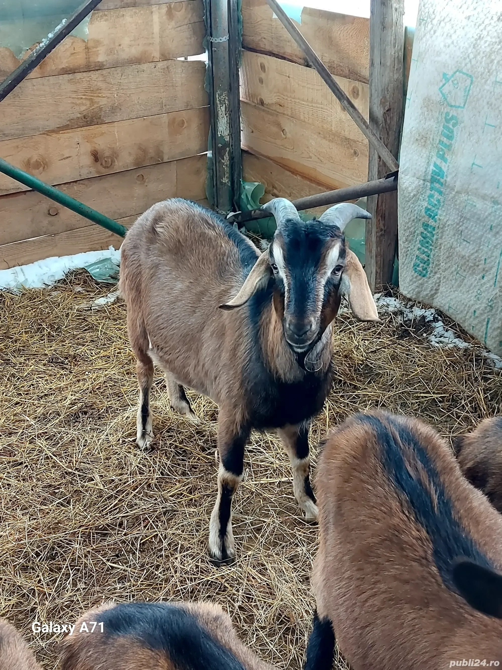 Capre Alpine Franceze gestante cu Anglo nubian