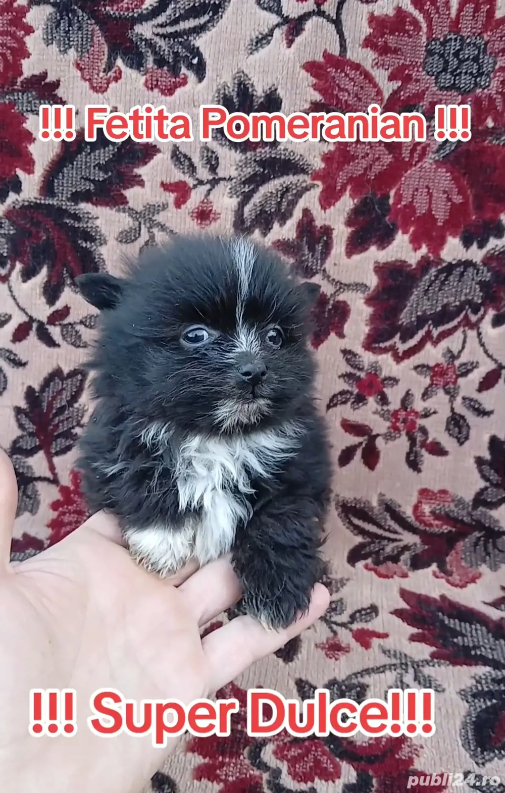 Asigur transport !!! Pui Pomeranian negru masculi si femele !!!