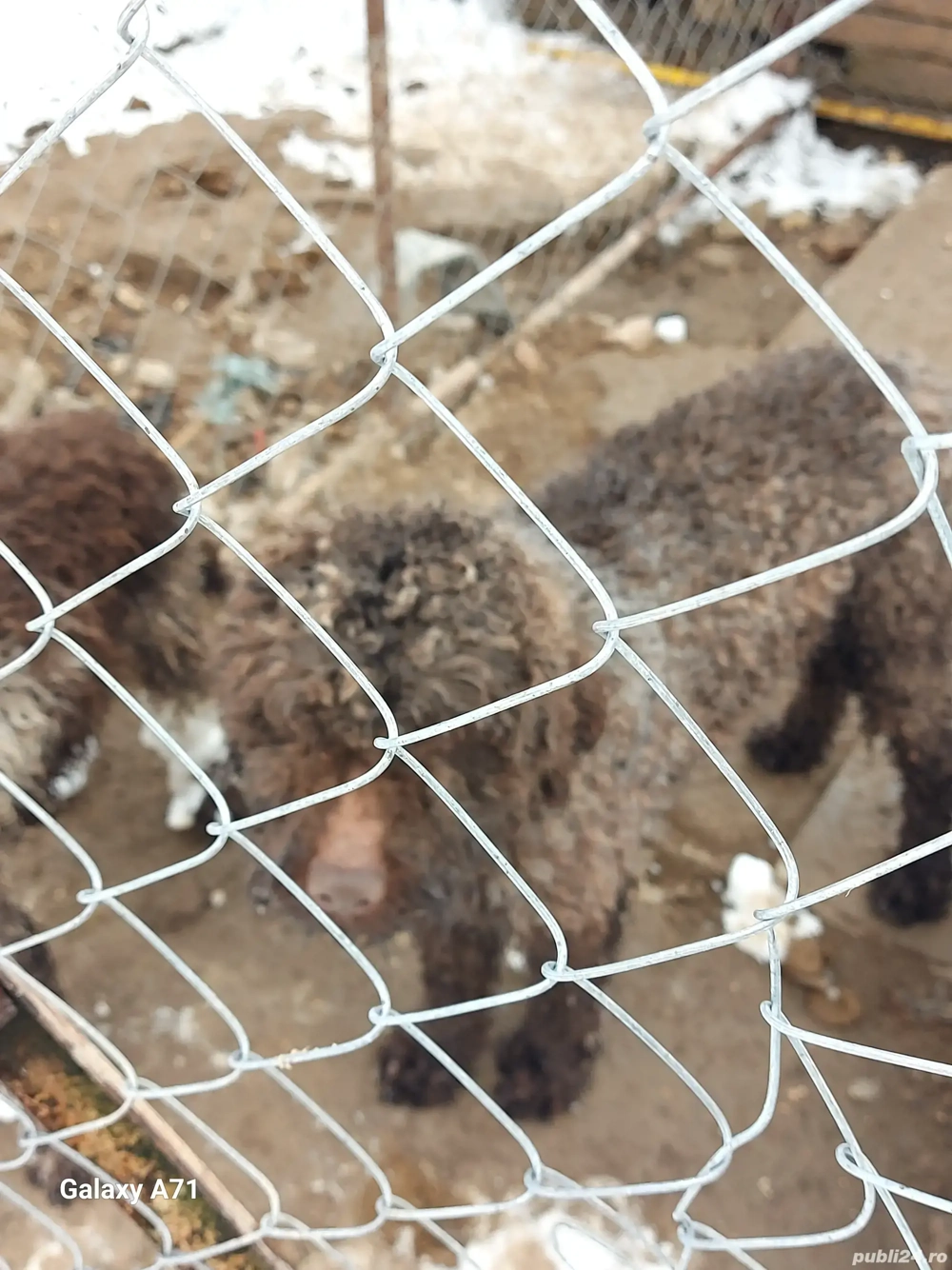 Lagoto Romaniolo caini de trufe