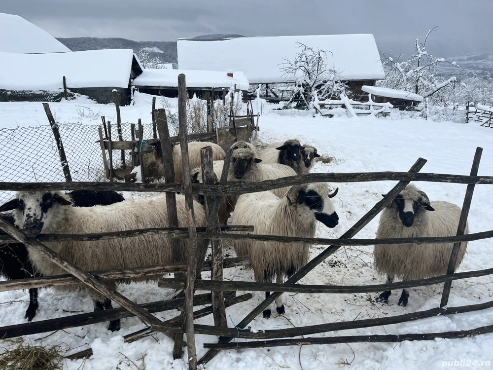 vând 9 oi și un berbece