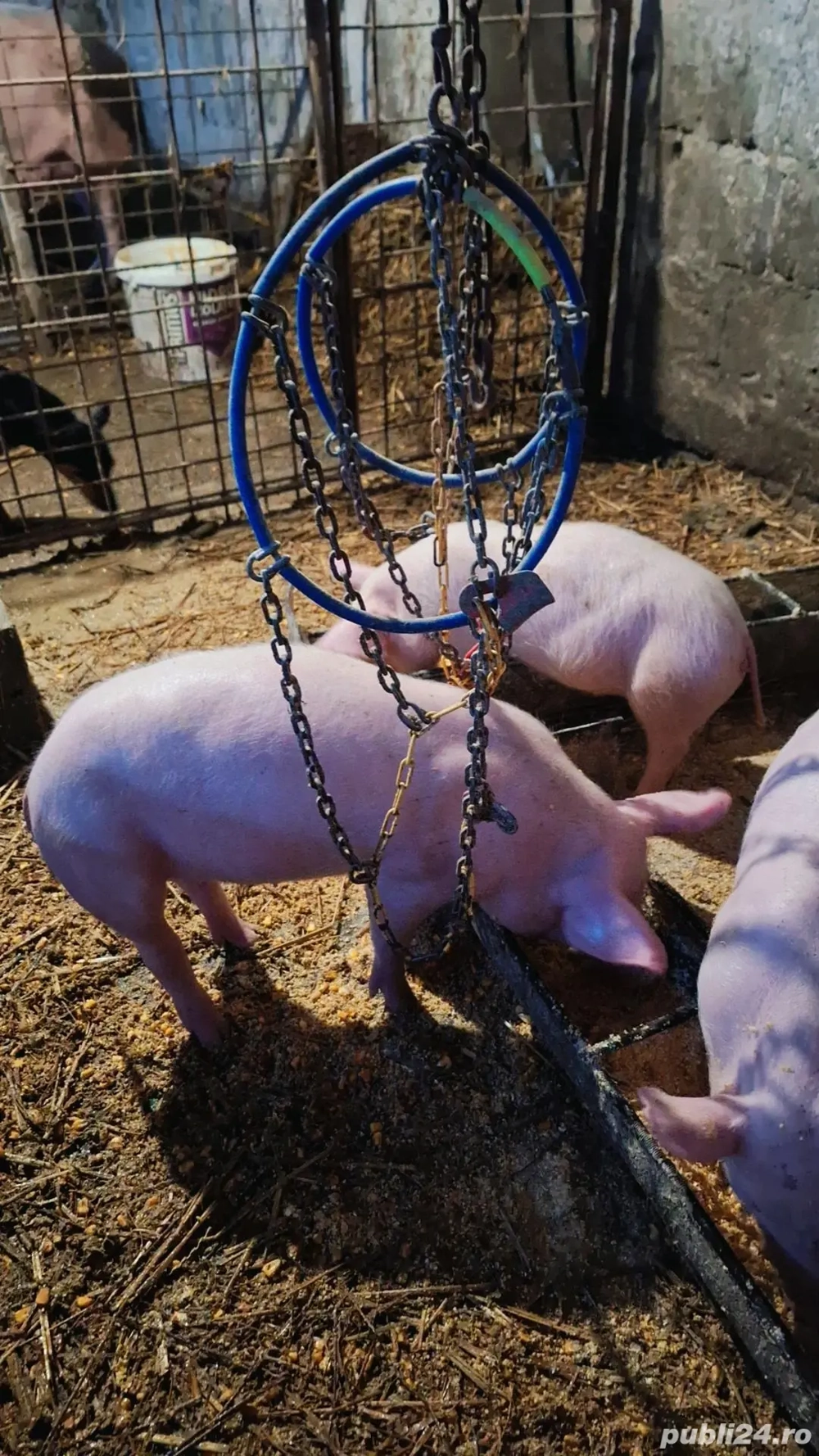 Purcei marele alb cu pietrean