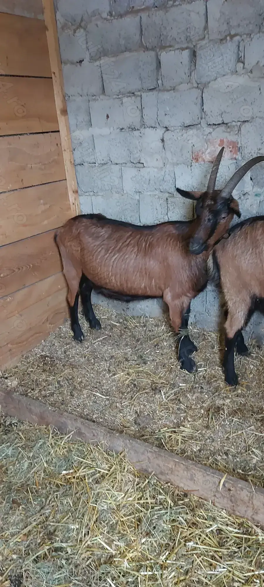 De vânzare alpina franceza 