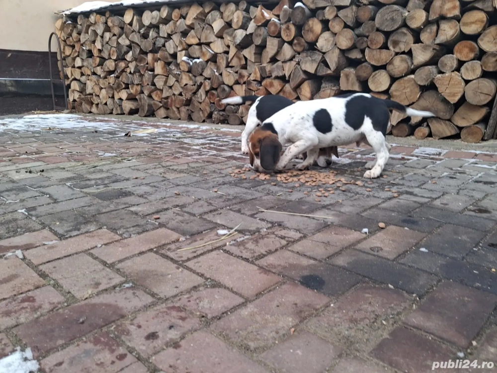 Vand catei rasa Beagle 