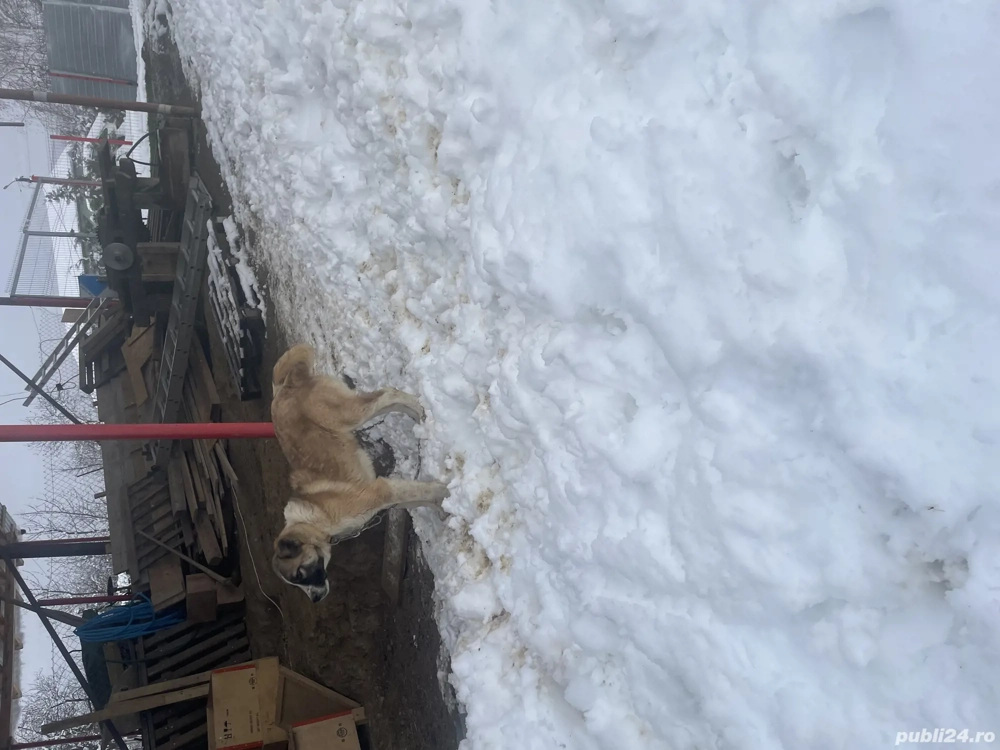 Cățea de Kangal cu volkodav 