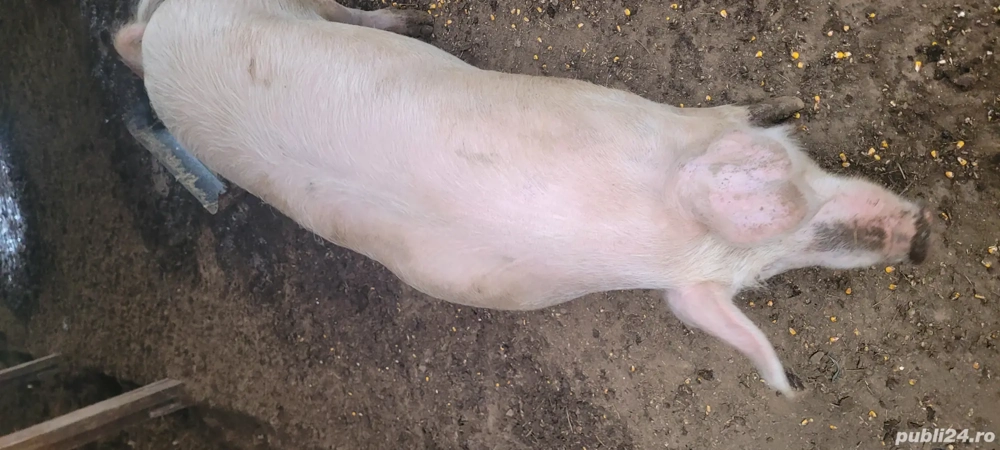 Vând  scrofiță gestantă!