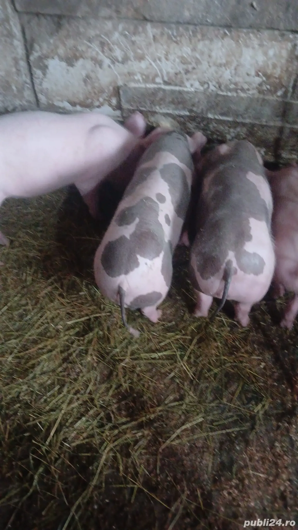Vând purcei 2 luni ,  pietrean 