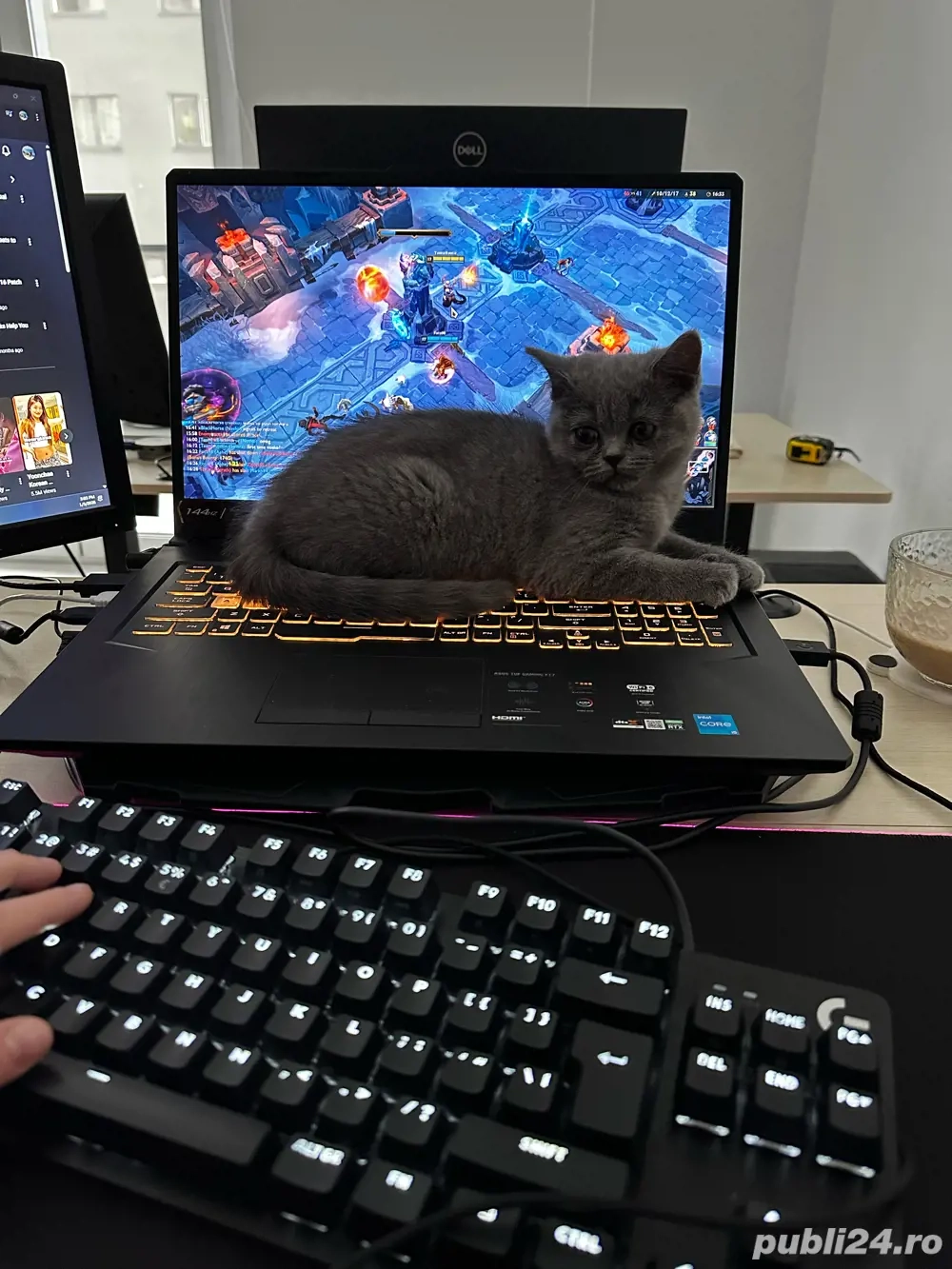 Pisicute British Shorthair