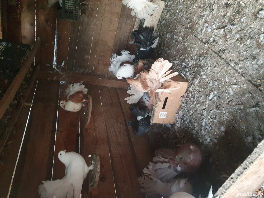 Porumbei rotați ( curcanasi) 