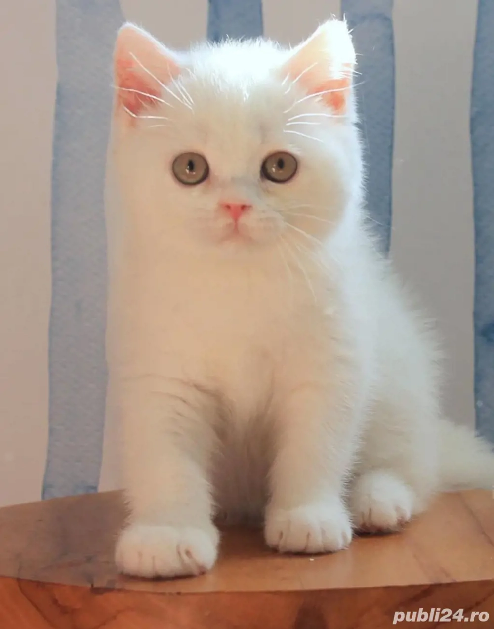 British Shorthair White 