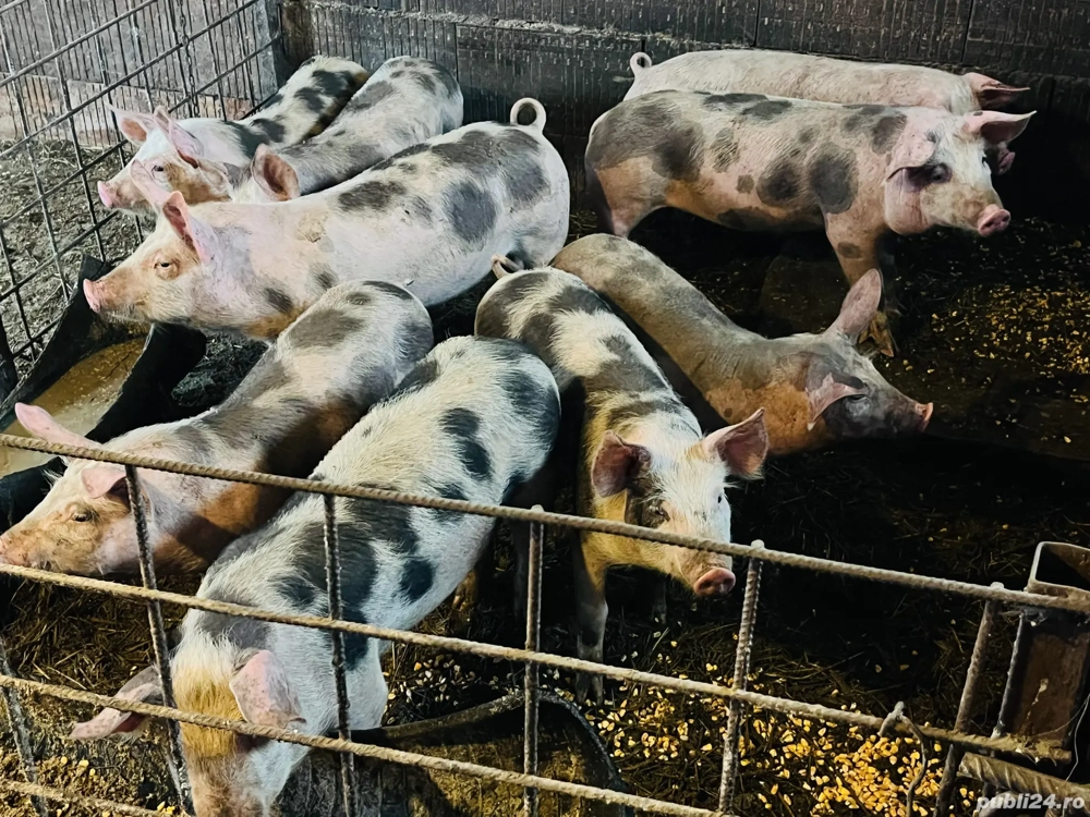 Purcei de 12 săptămîni 