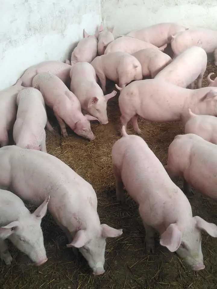 Vand porci purcei 