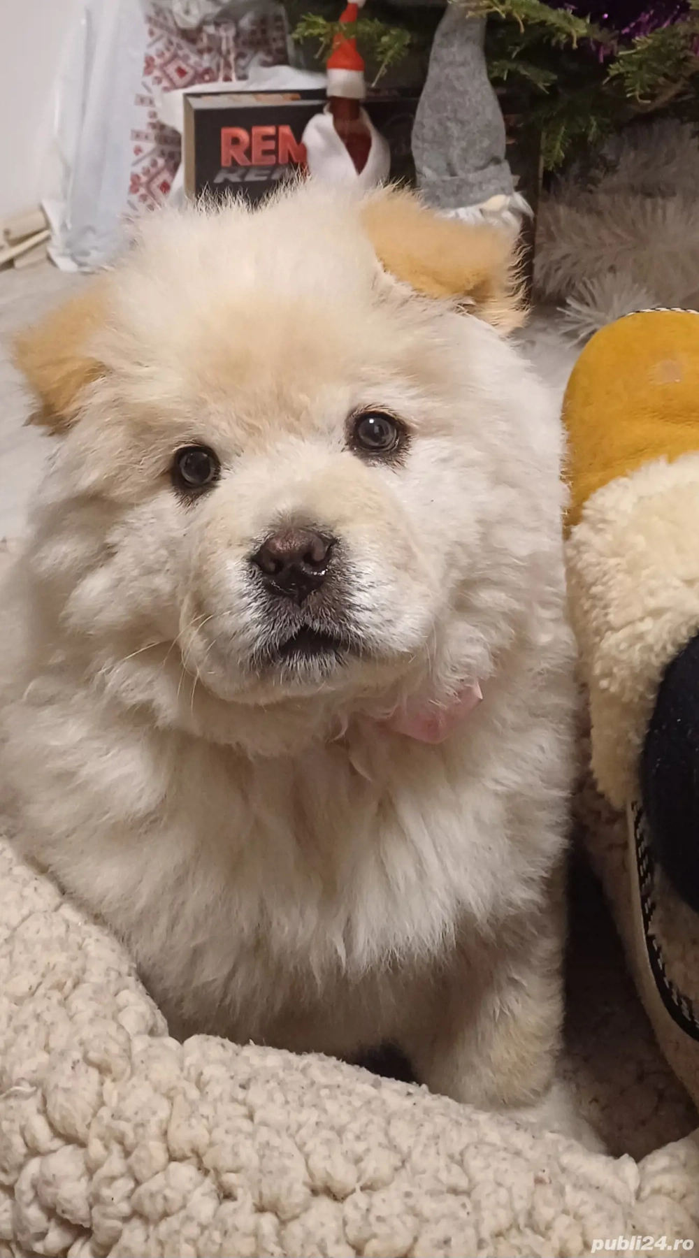 Vând pui de cățel chow chow