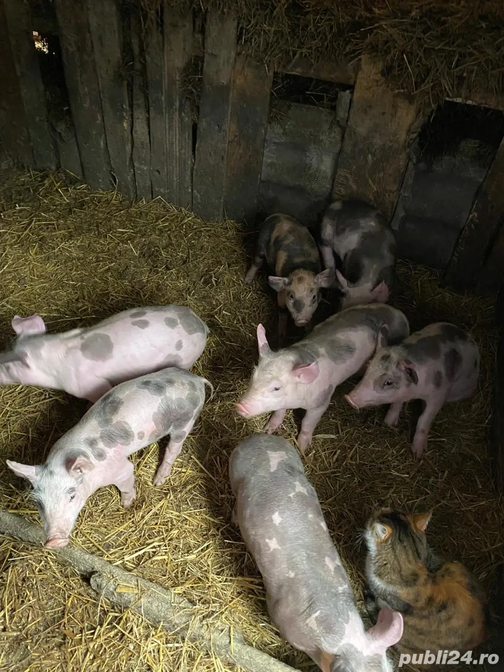 porcei de vanzare 