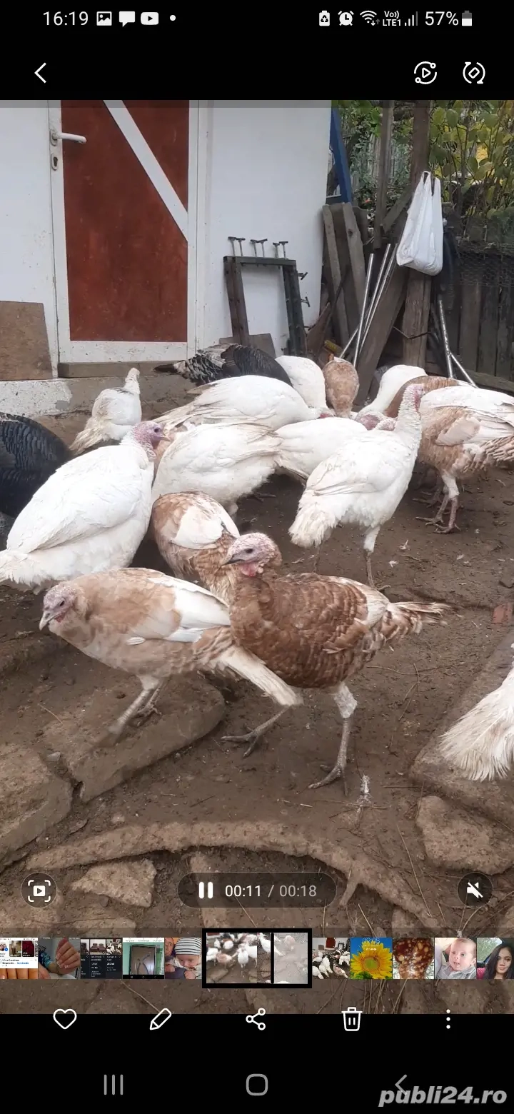 Curcani si curci romanești 