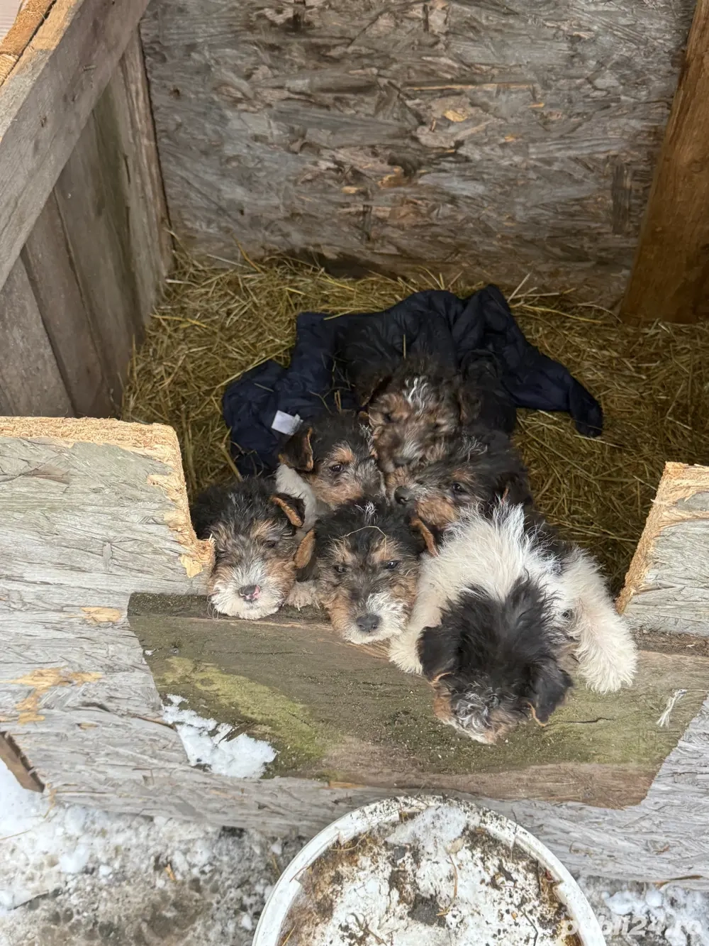 Vand catei Fox Terrier 