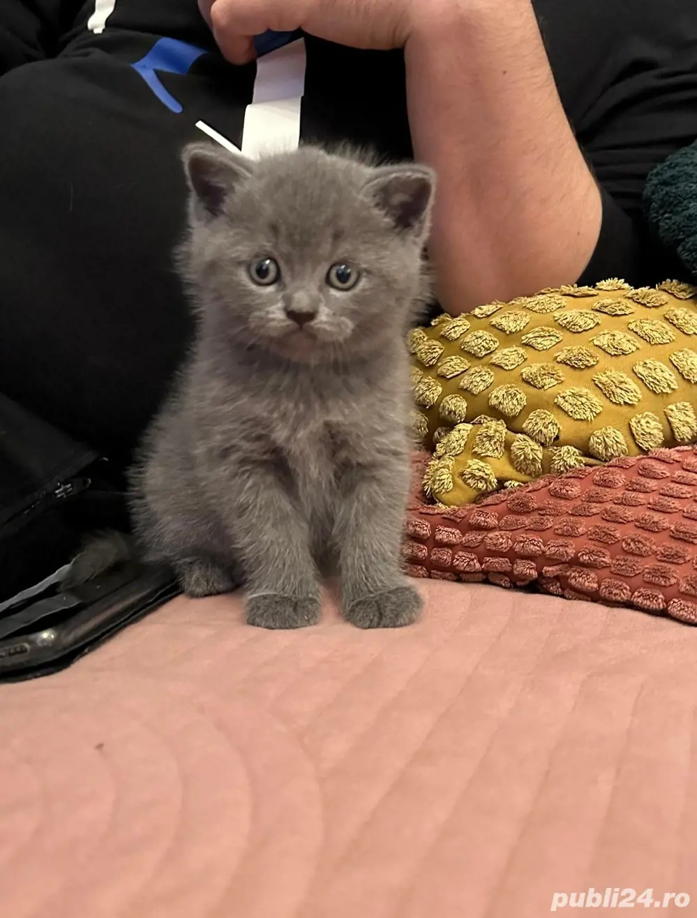 British Shorthair ( poze reale )