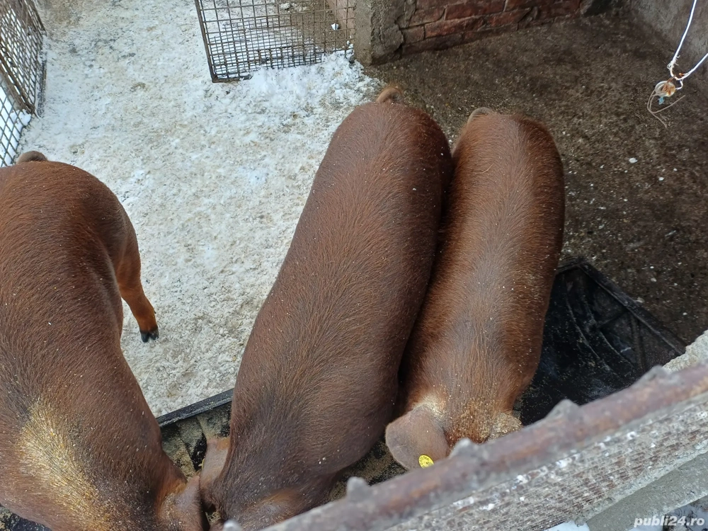 Vand soldani duroc original