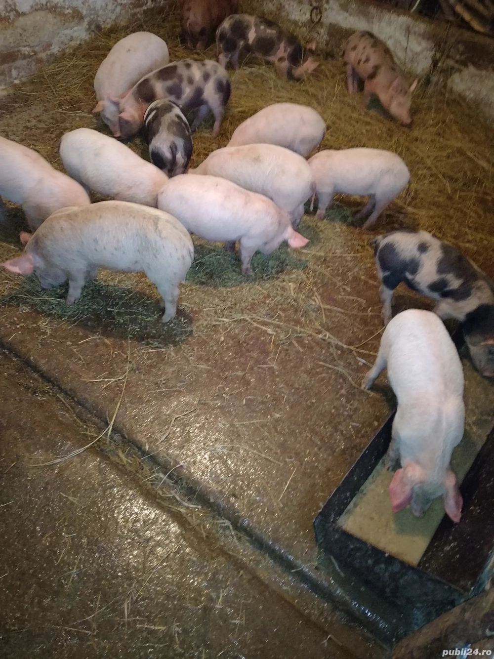 Purcei de vânzare 