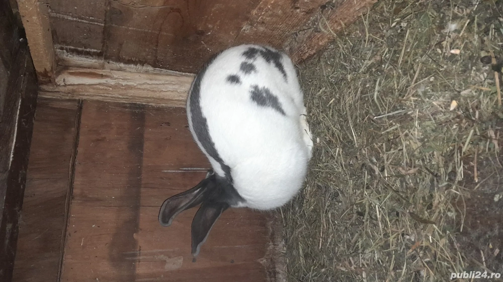 vand pereche de fluture german