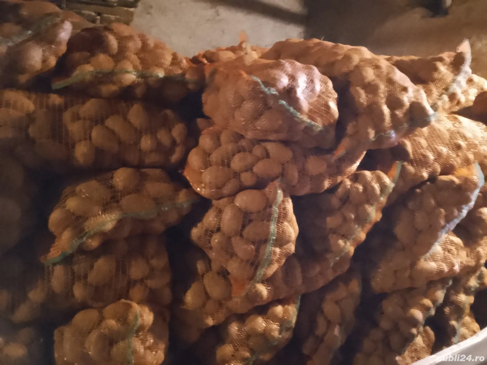 Vand cartofi consum, sămânță 